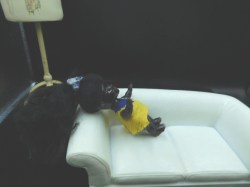 black dollhouse yellow a